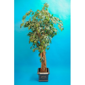 Ficus 216cm